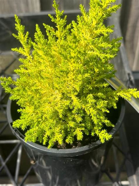 Cupressus Macrocarpa ‘lemon Scent Neth Green
