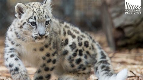 Watch Rare Baby Snow Leopard Sneak And Pounce Around