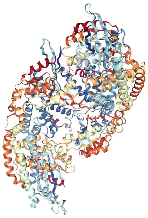 Cdc42 Protein Overview Sequence Structure Function And
