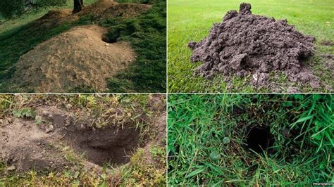How To Identify Burrowing Mammal Holes