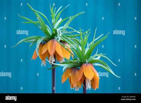 Fritillaria Imperialis Crown Imperial Fritillary Or Kaiser Crown Is