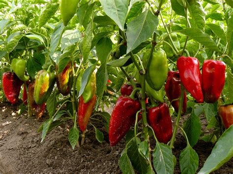 Für die stabilität, funktion und haltbarkeit des gartenhauses ist ein gutes fundament sehr wichtig. Paprika Anbau » Der richtige Standort & die beste Pflege