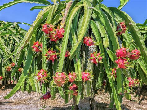 How To Plant, Grow And Care For Dragon Fruit - Bunnings New Zealand