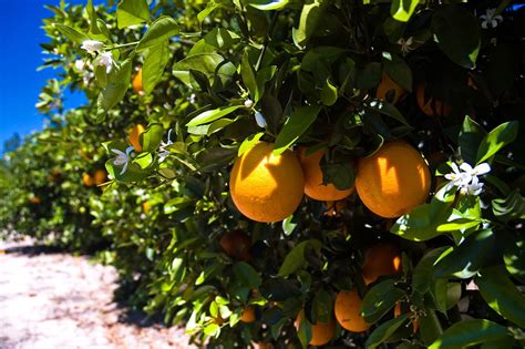 As Florida Citrus Fades Farmers Diversify With A Store A Maze And