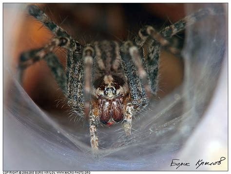 Funnel Weaver Spider Паук Agelenopsis Sp Spider Close Up