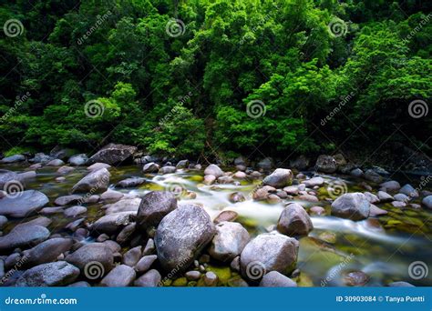 Rainforest River Stock Photo 30903084