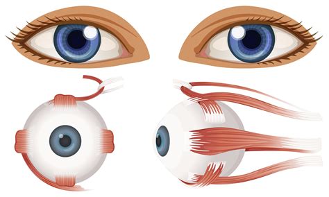 Human Anatomy Of Eyeball 303487 Vector Art At Vecteezy