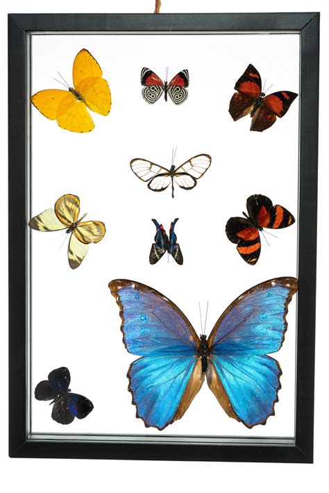 Real Butterfly Framed Wall Art Free Shipping 9 Count Real Framed