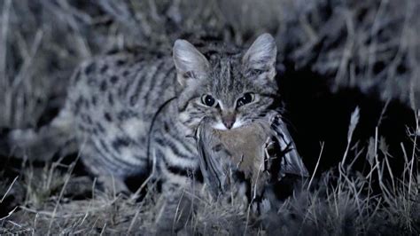 Meet The Deadliest Cat On The Planet Nature