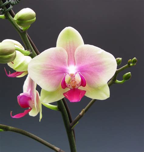 Orchidaceous Orchid Blog September 2010