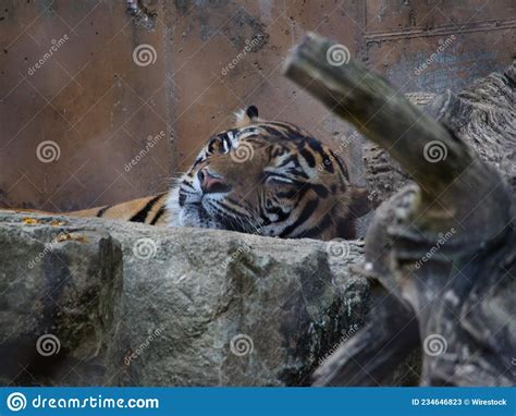 Tiger In Kansas City Zoo In Kansas City Missouri Stock Image Image Of