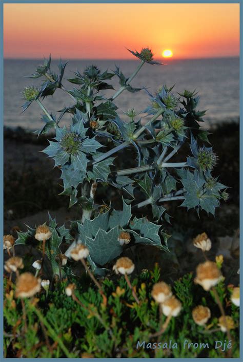 Chardon Des Dunes Sea Holly Eryngium Maritimum L Panica Flickr