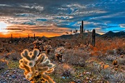 Cholla Cactus Sunrise in the Arizona Desert - ATEK Engineering ...