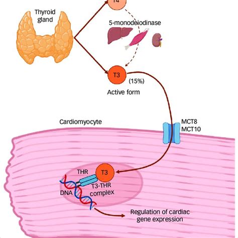 Thyroid Hormone Production And Regulation Of Cardiac Gene Expression