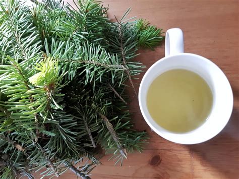 Pine Needle Tea Organic Pine Herbal Tea All Natural 30 Gram Etsy