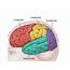 Is There An Easy Way To Remember The Brain Lobes And Their Functions 