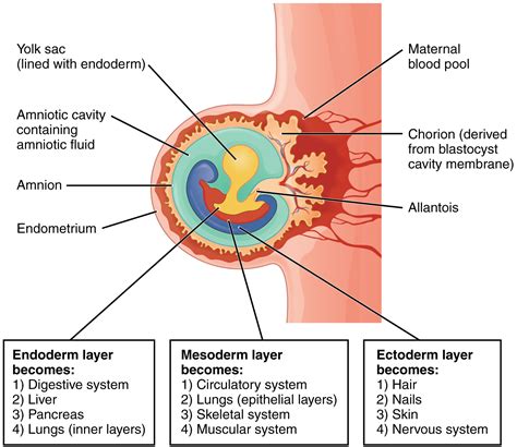 Embryonic Development Anatomy And Physiology