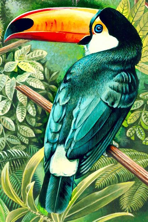 Rainforest On Behance Pinturas De Pássaros Pinturas De Animais Arte