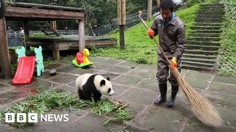 A Day In The Life Of A Panda Nanny Bbc News