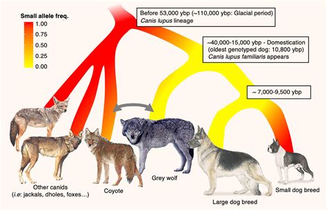 Canine Genetic Mutation Associated With Small Body Size Arose More Than