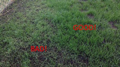 Tall Fescue Seedlings Wilting After 2 Weeks Lawnsite™ Is The