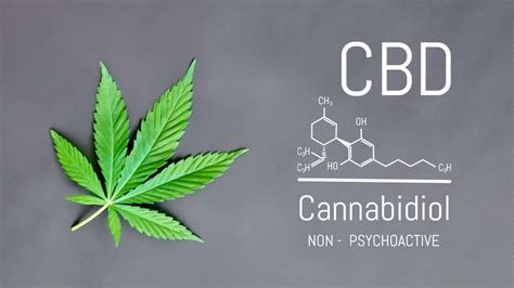 what is cannabidiol and should you use it cbd village uk