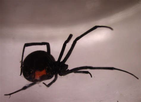 black widow spider this huge 1 5 venomous spider was cr… flickr