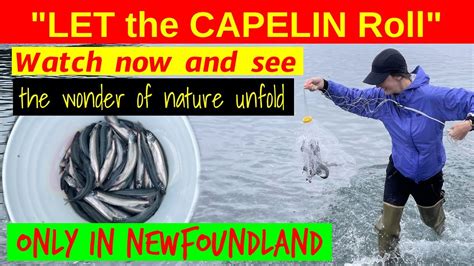 Capelin Rolling Middle Cove Beach Newfoundland Youtube