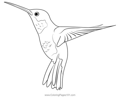 Hummingbird Beautiful Bird Coloring Page For Kids Free Swifts And