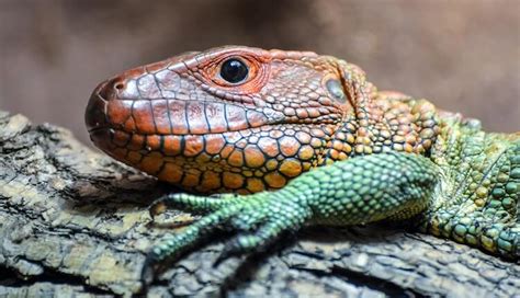 Top 20 Best Pet Lizards For Beginners Everything Reptiles Be Settled