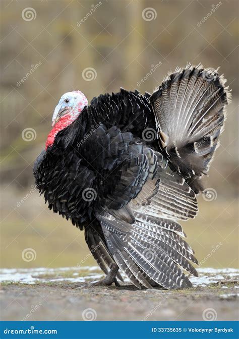 Turkey Cock Stock Image Image Of Tail Beautiful Feet 33735635