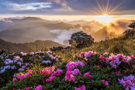 Papel de parede Flores natureza montanhas Pôr do sol nascer do