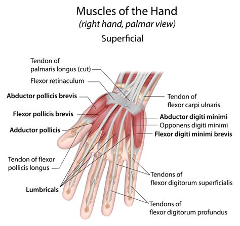 Wrist Injuries Science Of Intersection Syndrome