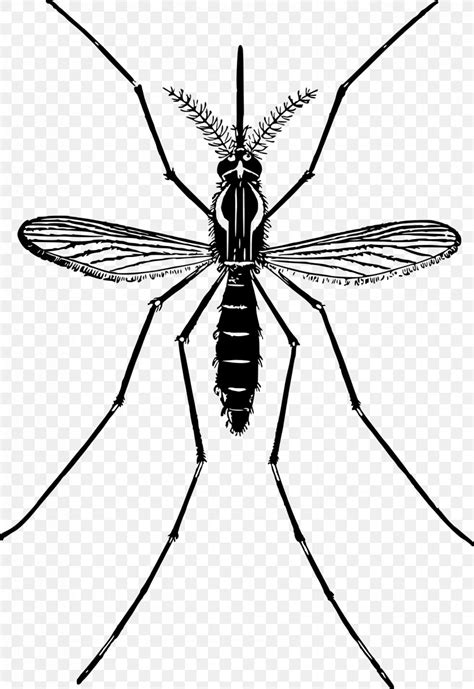 Mosquito Clip Art Png 1649x2400px Mosquito Arthropod Artwork