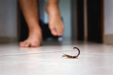 What Does A Scorpion Sting Look Like Fischers Pest Control