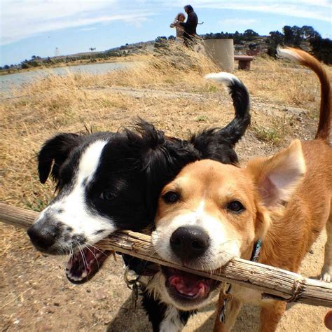 17 Dogs That Really Really Love Sticks