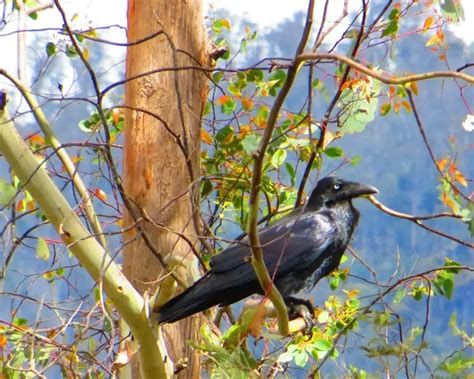 Forest Raven Facts Diet Habitat And Pictures On Animaliabio