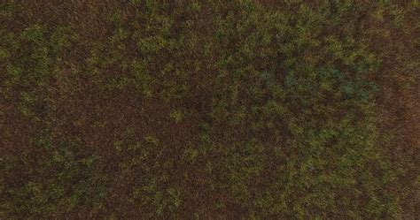 8k Realistic Grass Texture Texture Cgtrader