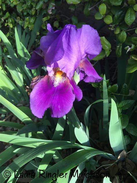 National Flower Of France Iris Best Flower Site