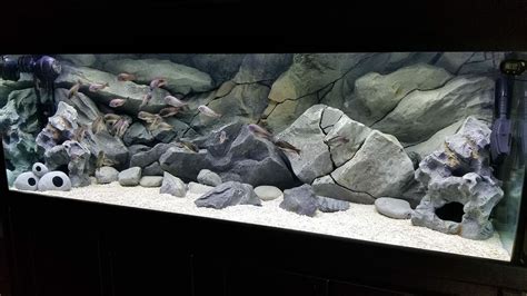 Tropheus Tank With One Of Our Classic 3d Backgrounds More At