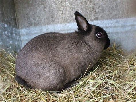 Everything You Need To Know About The Netherland Dwarf Rabbit Dwarf