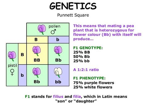 03 Mendelian Genetics