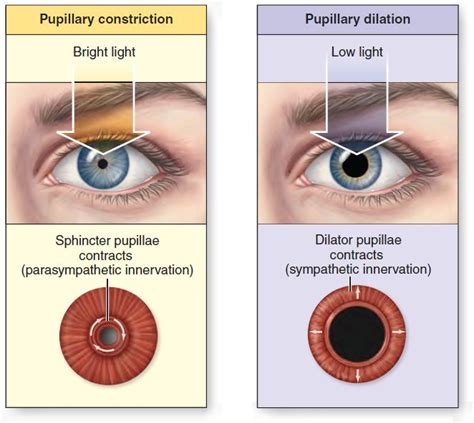 Pupil Dilation Arizona Retina Project