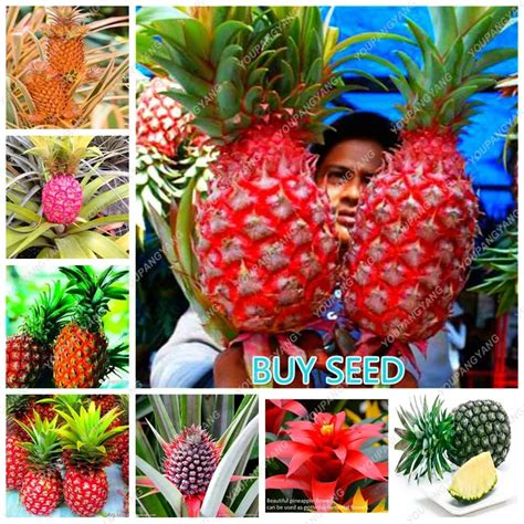 2017 New Pineapple Plants 100 Pcsbag Dwarf Pineapple Plant Tree Fruit