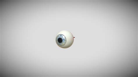Eyeball 3d Model By Adrienne Neef Adrienneneef 4533bf8 Sketchfab