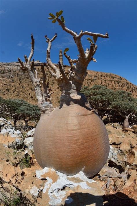Homhil Socotra Adenium Obesum Weird Trees Unique Trees Nature Tree