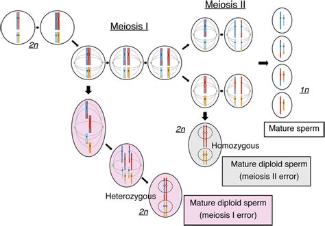 The difference between haploid and diploid cells is related to the number of chromosomes that the cell contains. Schematic representation of the development of mature ...