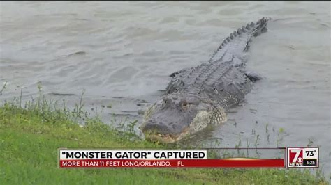 Monster Gator Captured In Florida