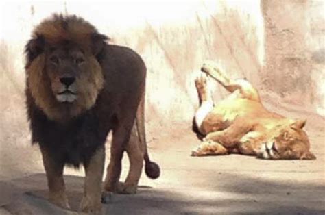 Two Lions Shot And Killed To Protect Suicidal Man Who Jumped Into Their