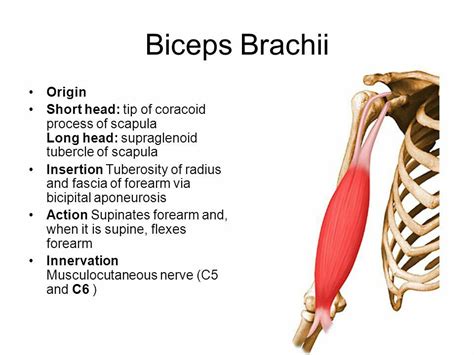It is more common in older athletes. Biceps brachii ( Note: Major supinator of the forearm ...